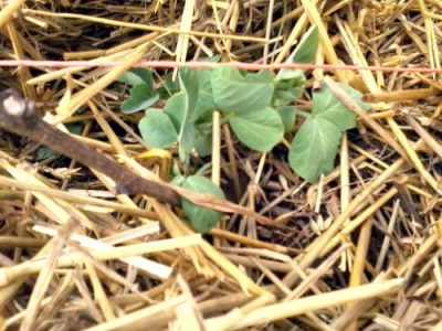 Truth No. 2- Homesteading Is A Lifestyle Image